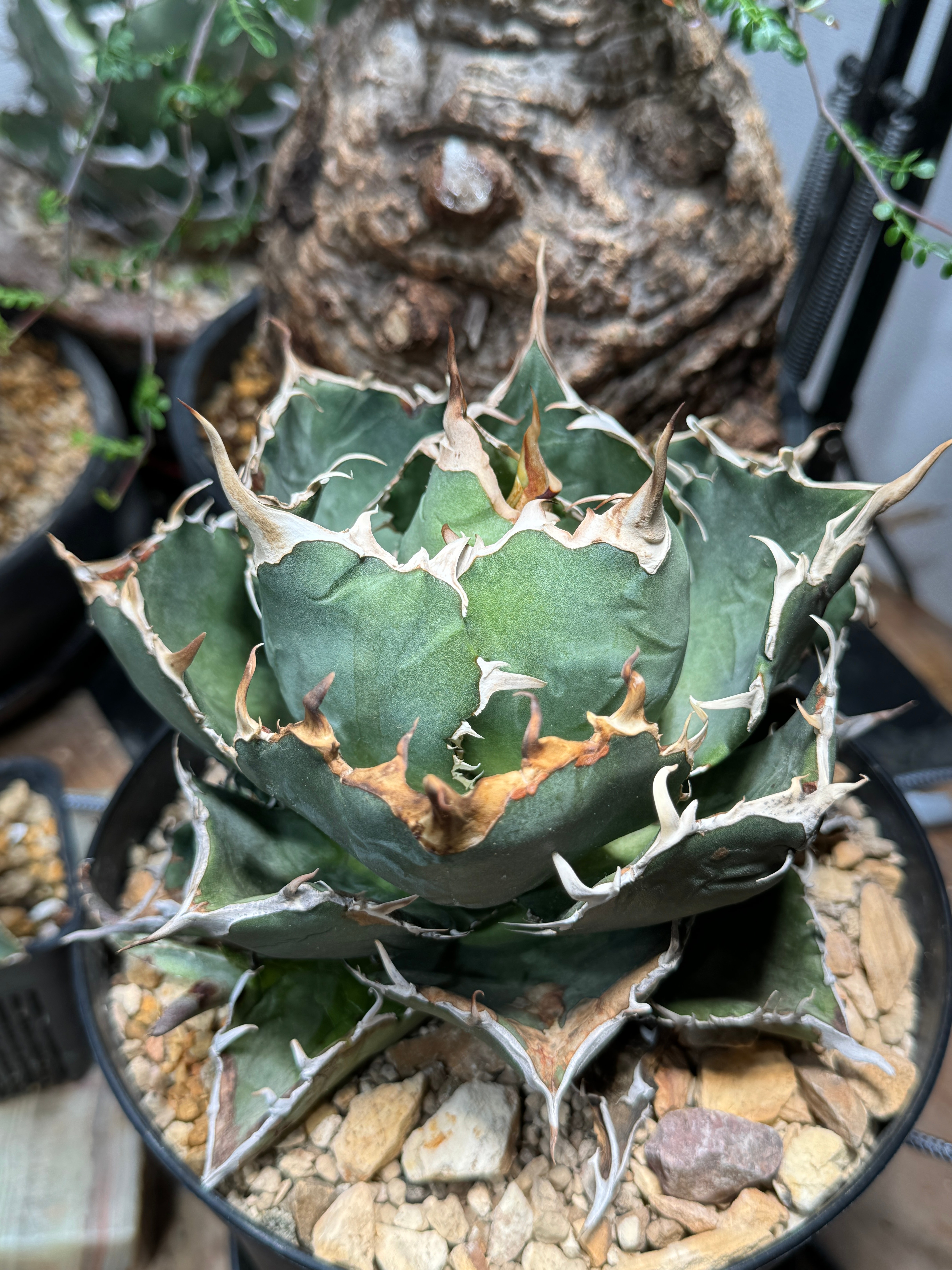 アガベ白鯨の本物の見分け方3つのポイント | プルマドナ 【FJ Agave