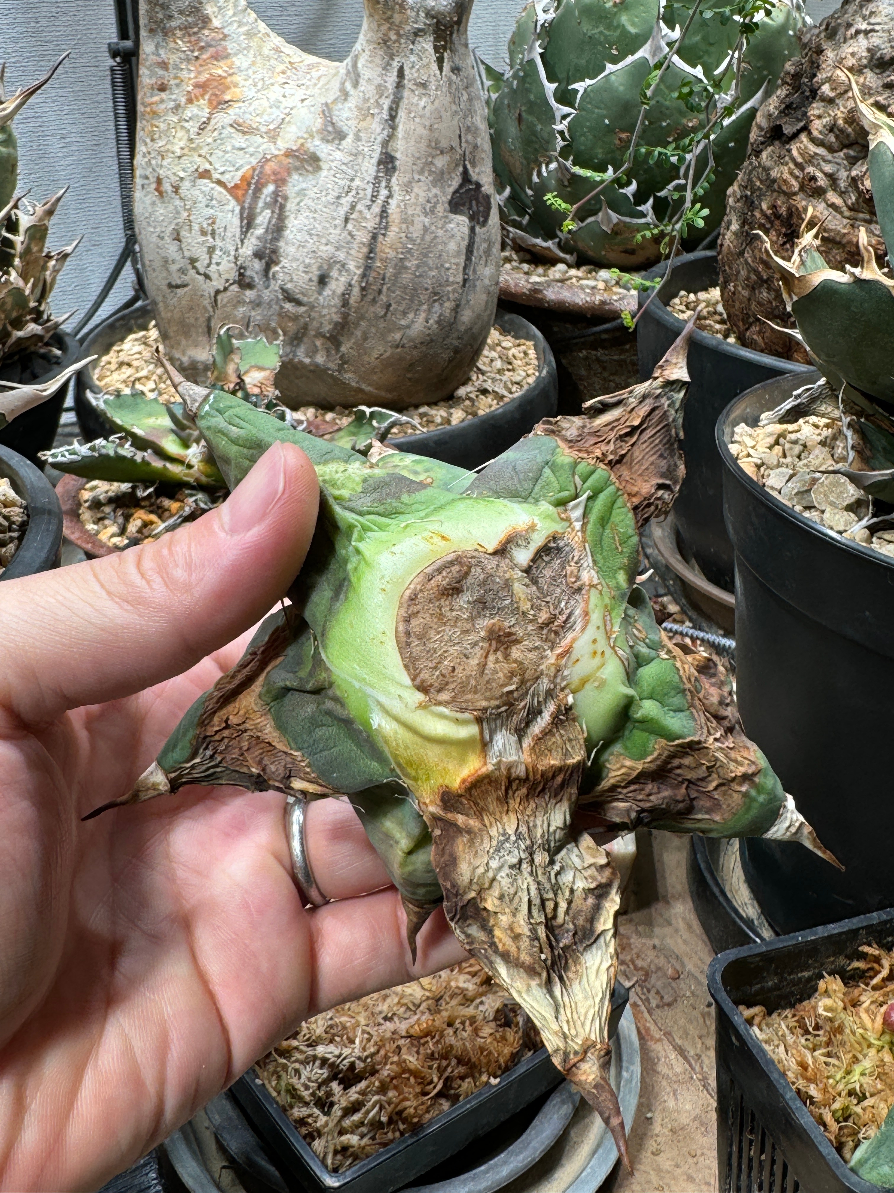 成長記録胴切りホリダ(天)・胴切り～発根まで KAI plants アガベ