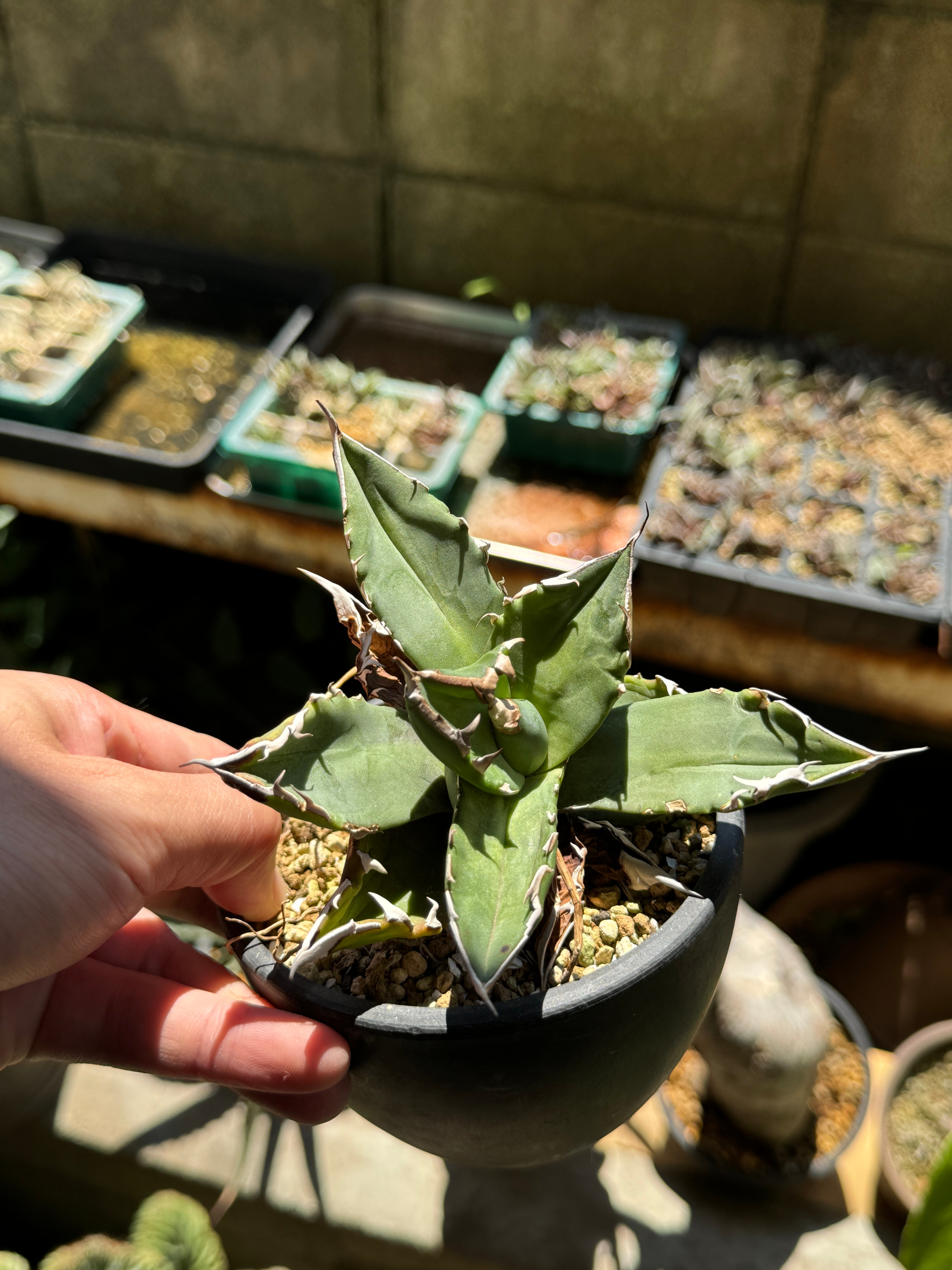 アガベチタノタ 白火焔ホワイトファイヤー子株付き 198高級品種アガベ