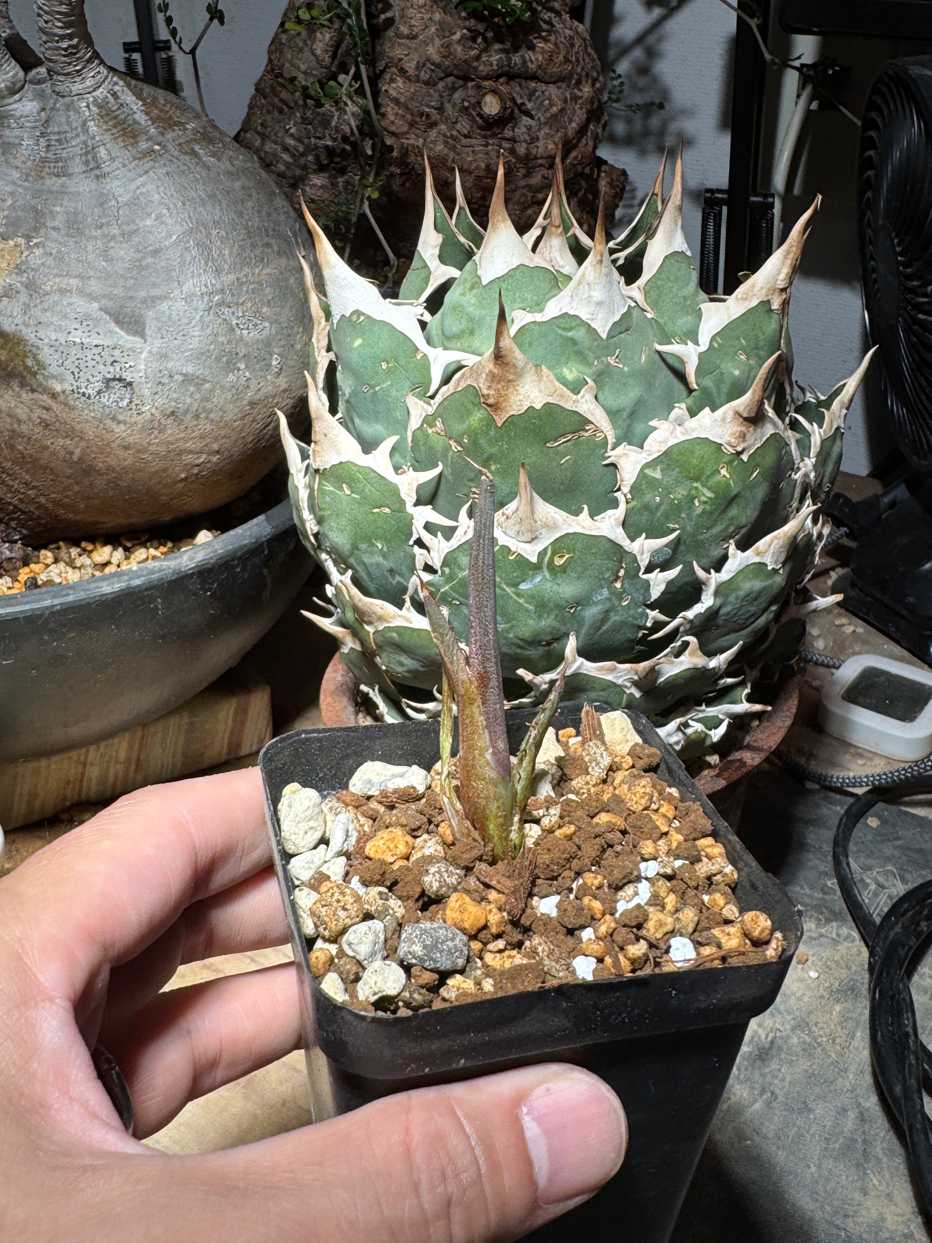 アガベ チタノタ FO-76 Caesar 大株 安心株