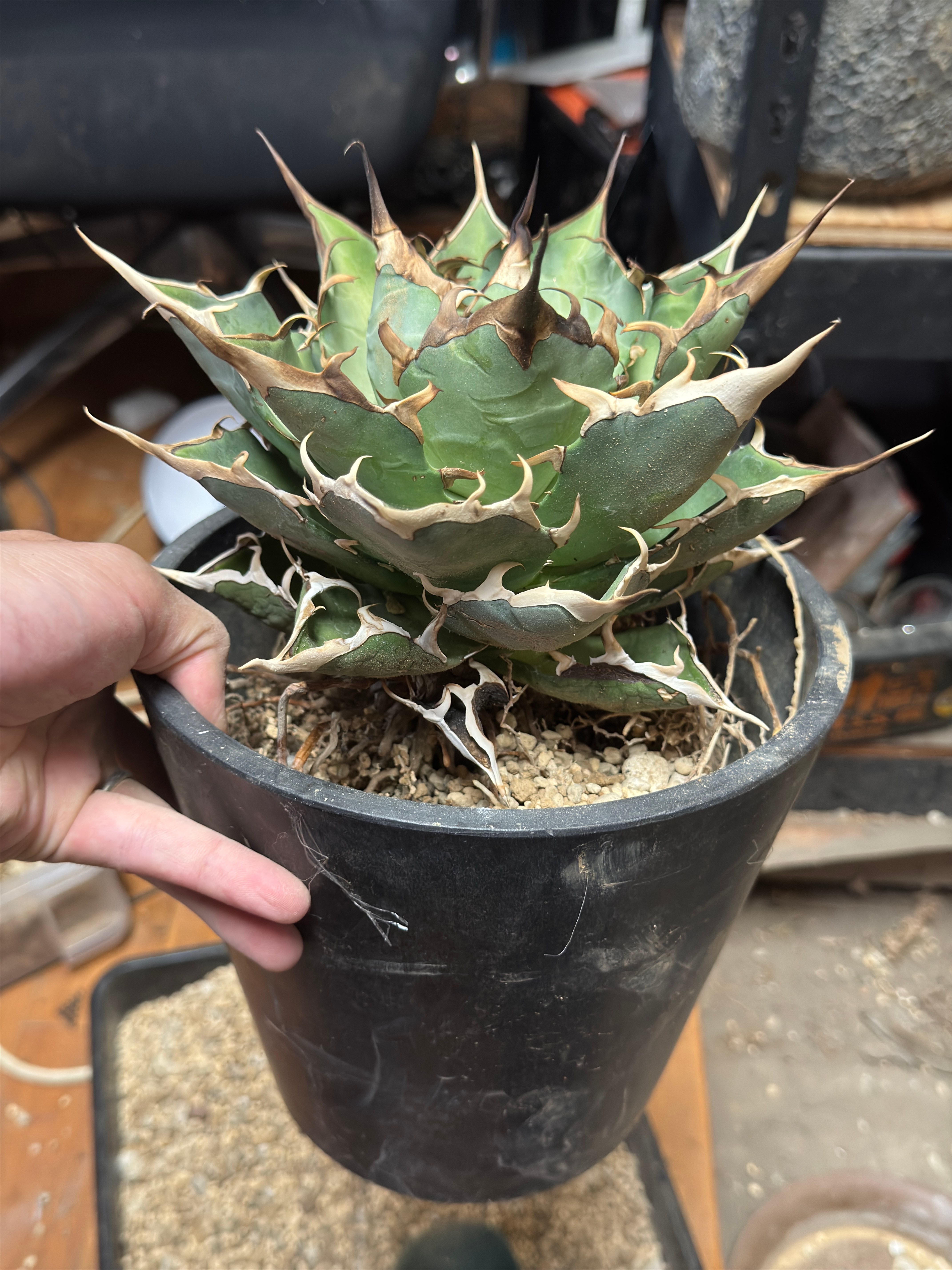 アガベチタノタ ハデス 親株の植え替え 育成方法・成長記録