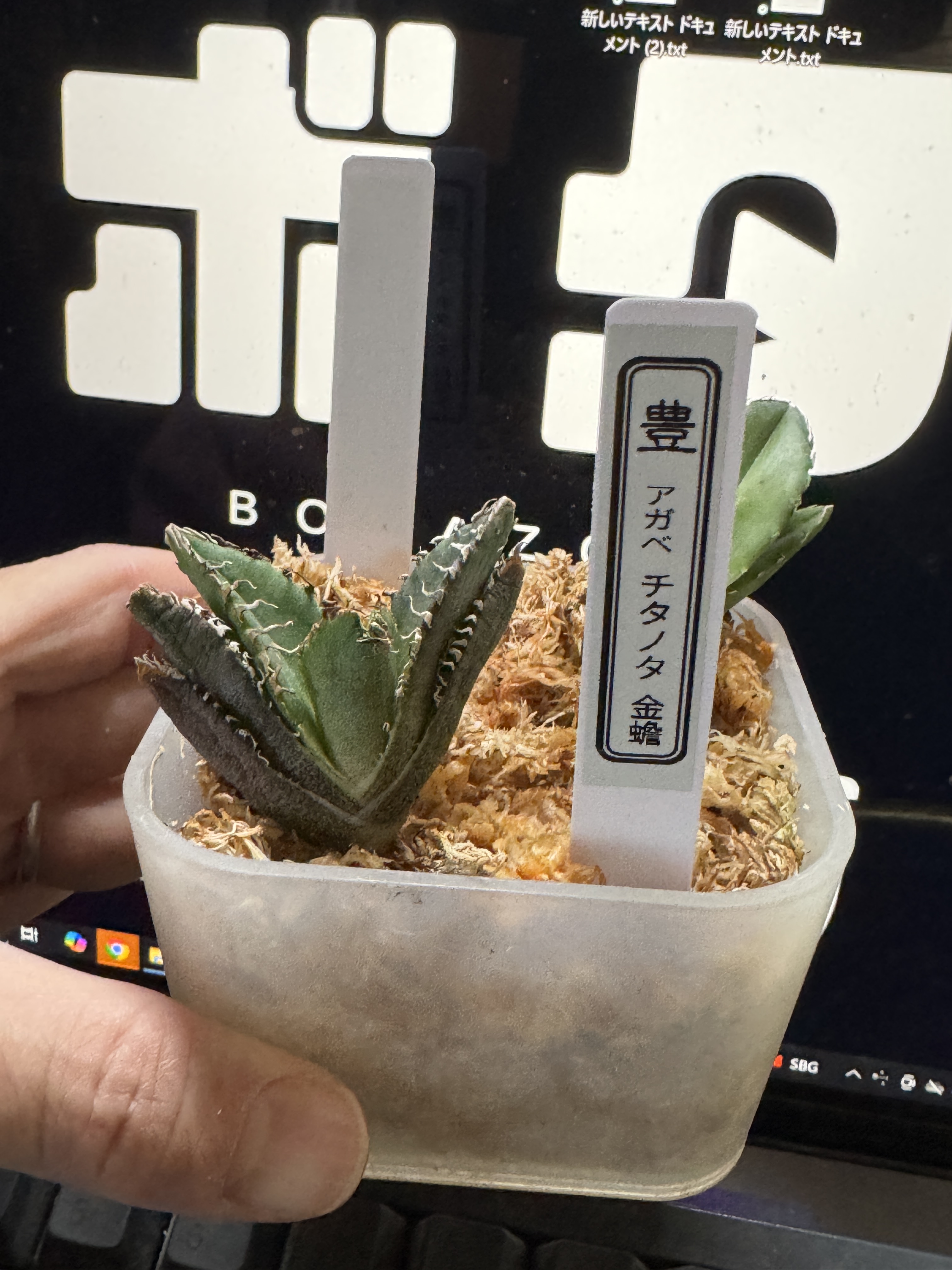 多肉植物アガべチタノタ金蟾，子株付