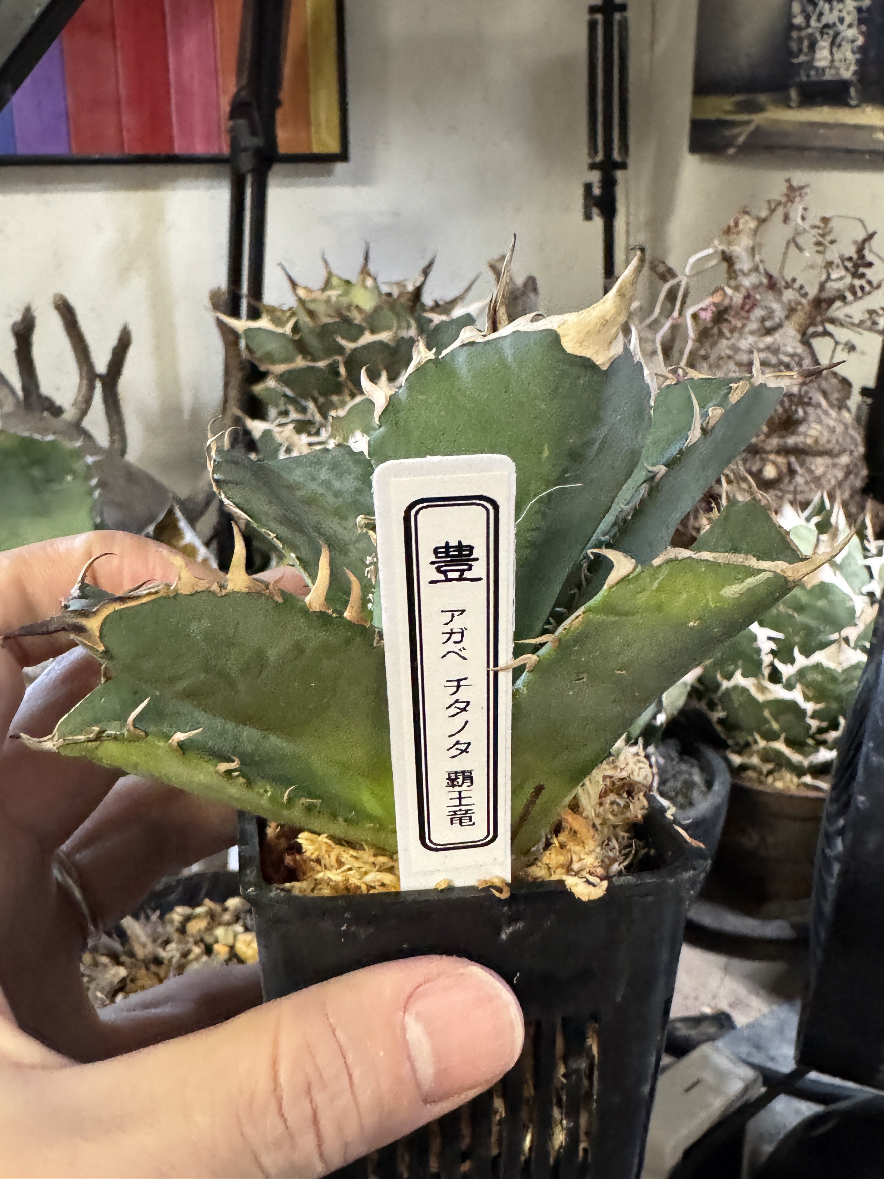 龍園觀】No.529 特選 アガベ 多肉植物 チタノタ 霸王竜 超強棘 極上