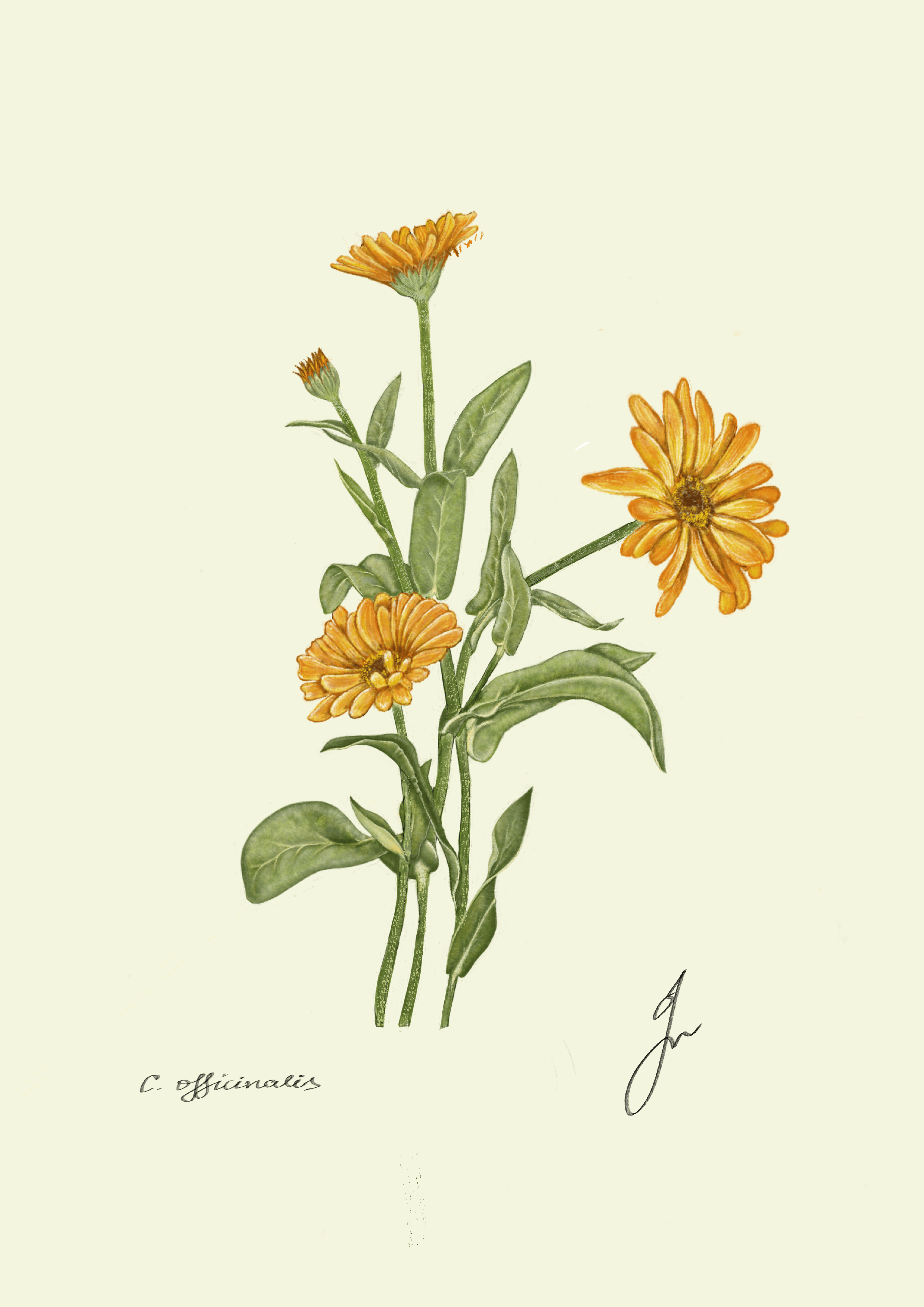 金盞花的象徵：這朵花在不同文化中代表什麼