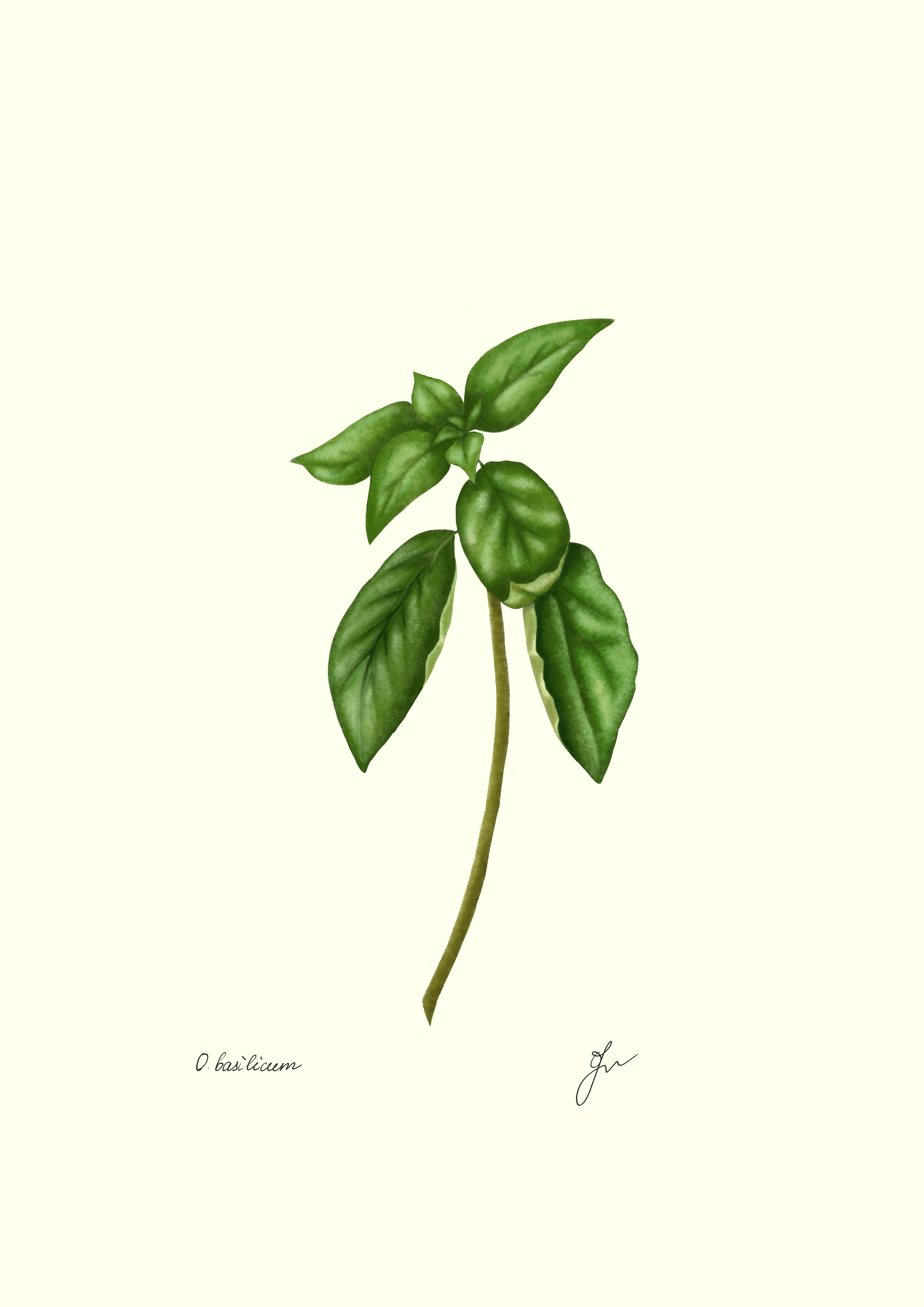スイートバジル（Ocimum basilicum）：Fiurdelinによる手描きのボタニカルイラスト。