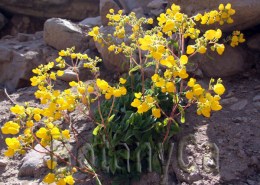 Calceolaria sp.