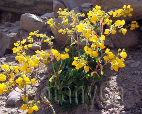 Calceolaria sp.