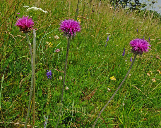 Jurinea mollis in Carpathian Mts.