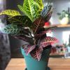Kraton - Croton - Codiaeum