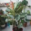 Ficus Elastica - Alacalı Kauçuk Çift Dal - 90 cm