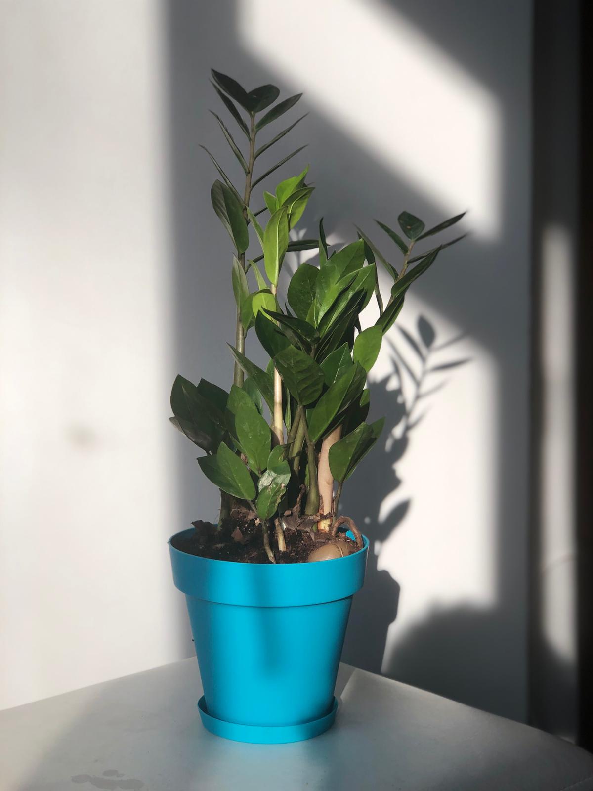 alocasia polly variegata Alocasia 'Polly' Albo/ Pink Variegata – Foliage Factory main image 1