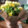 Katmerli Begonya - Begonia Toran Renkli