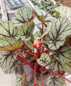 Begonia Red Ruby (Kopya)