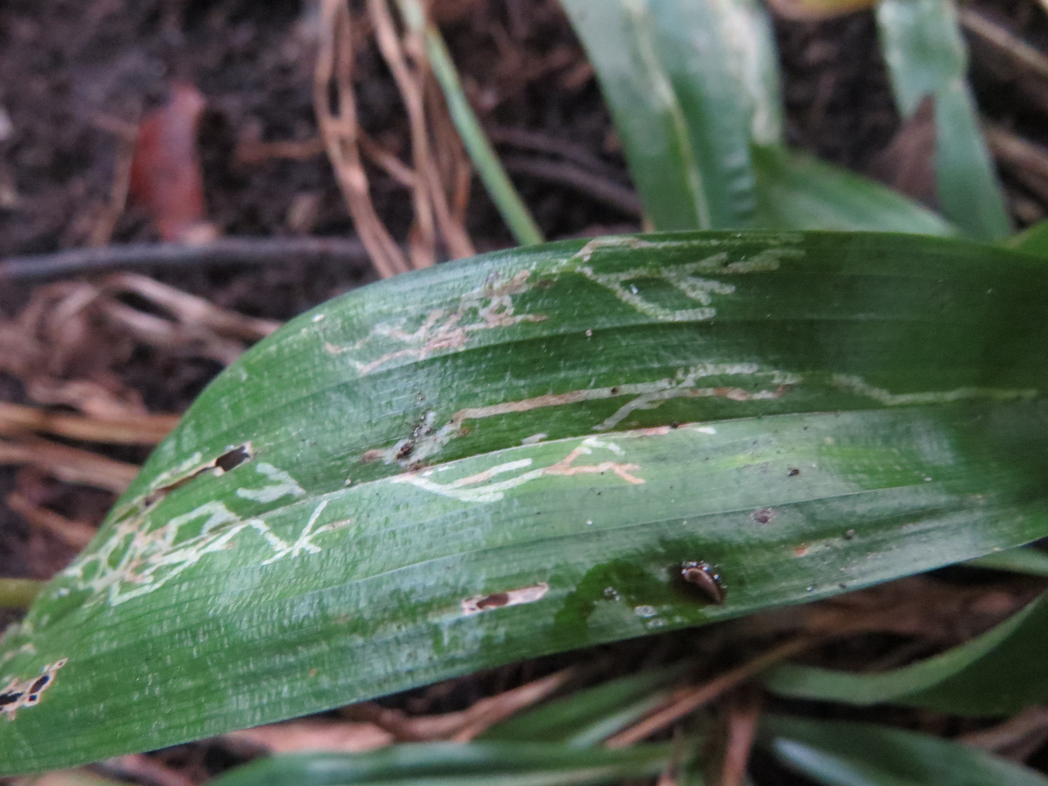 30 million years of sedges
