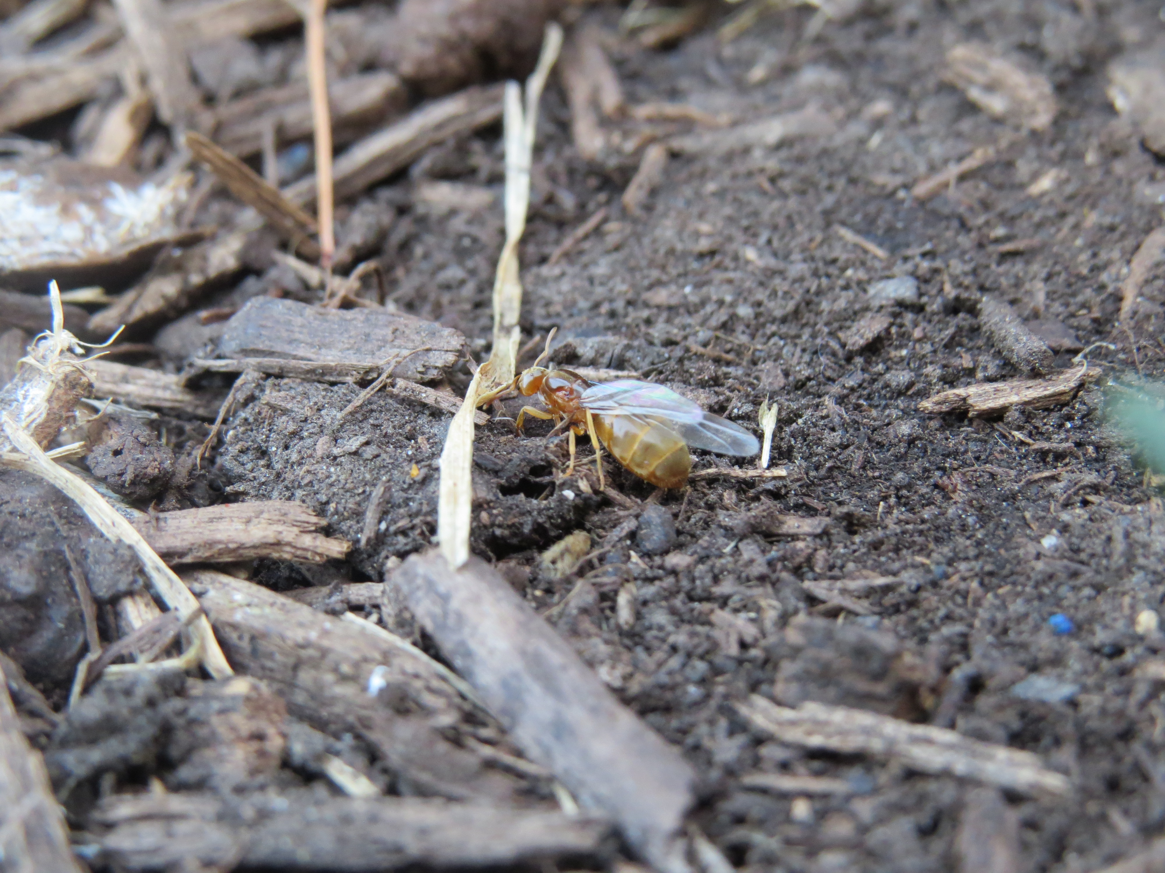 Meadow grasshoppers, katydids, puffballs puffing, slime molds erupting