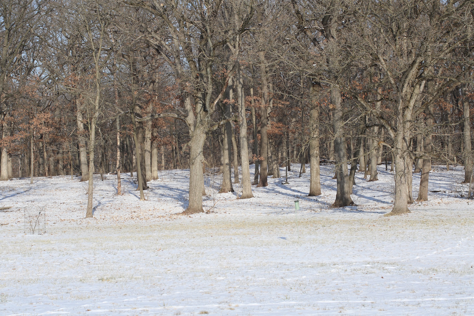 One snow melted away to reveal animal tracks… another fell to conceal them