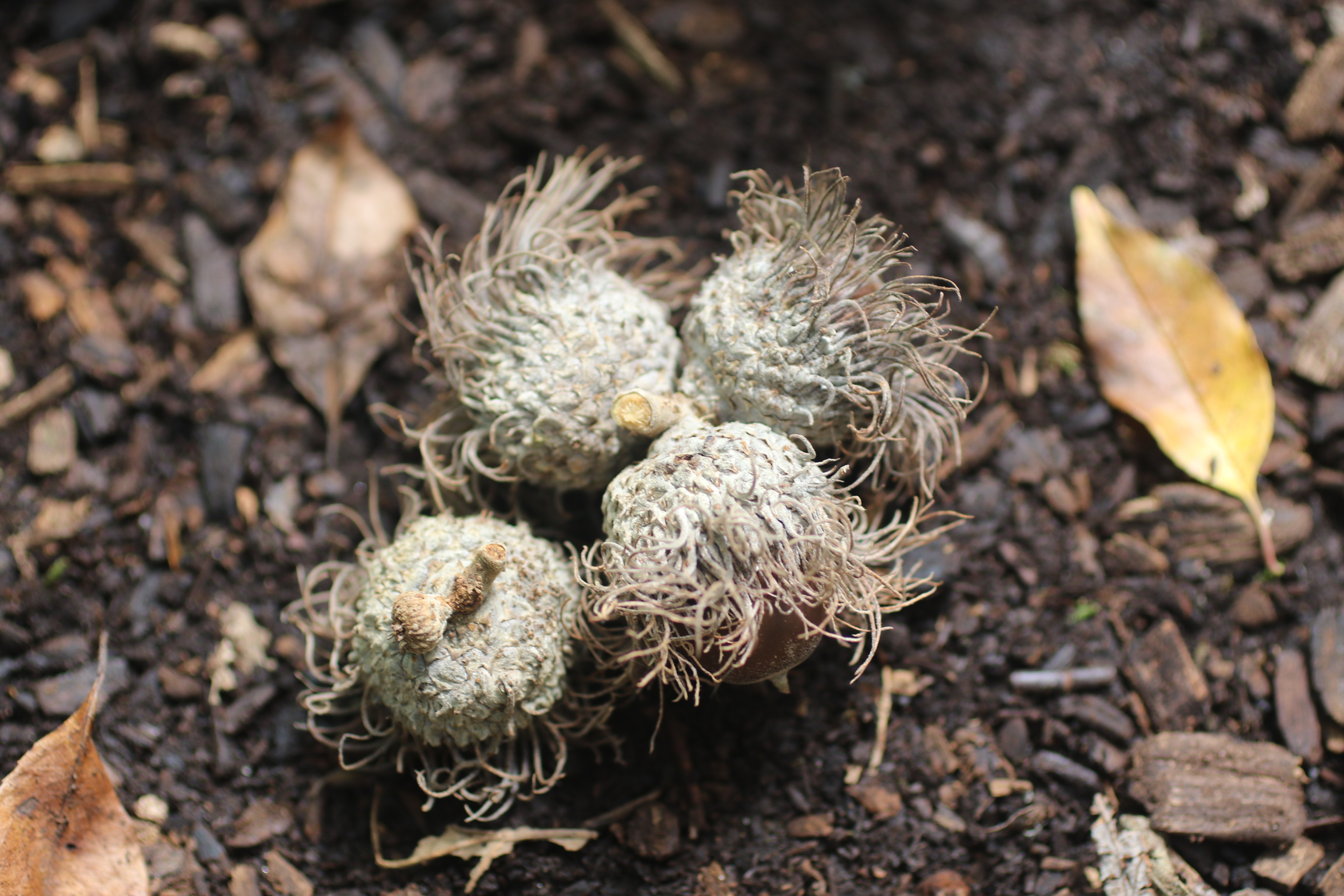 If you are a human collecting acorns