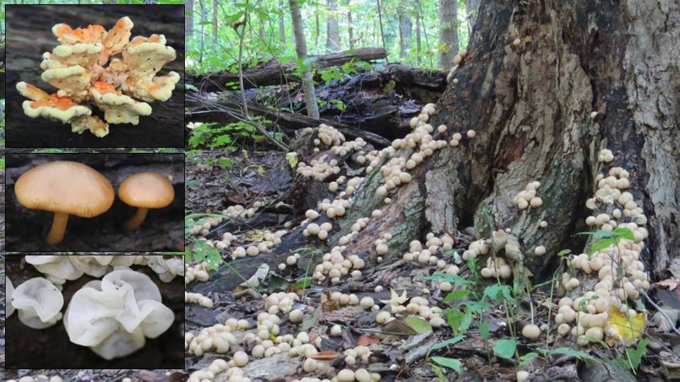 Around the year in Maple Grove Forest Preserve