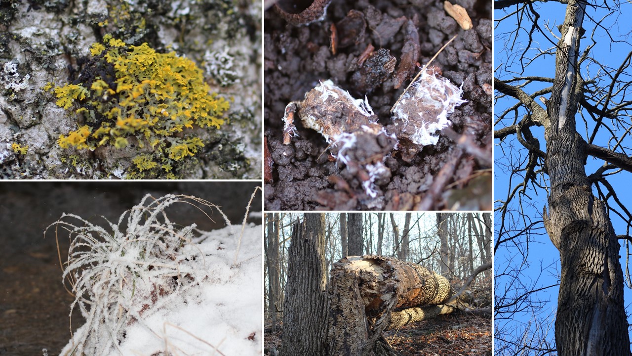 The ashes of Maple Grove