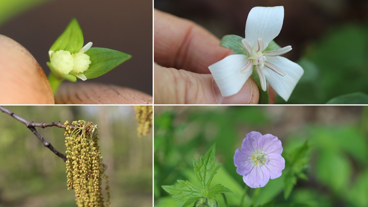 Pivoting toward summer, first week of May