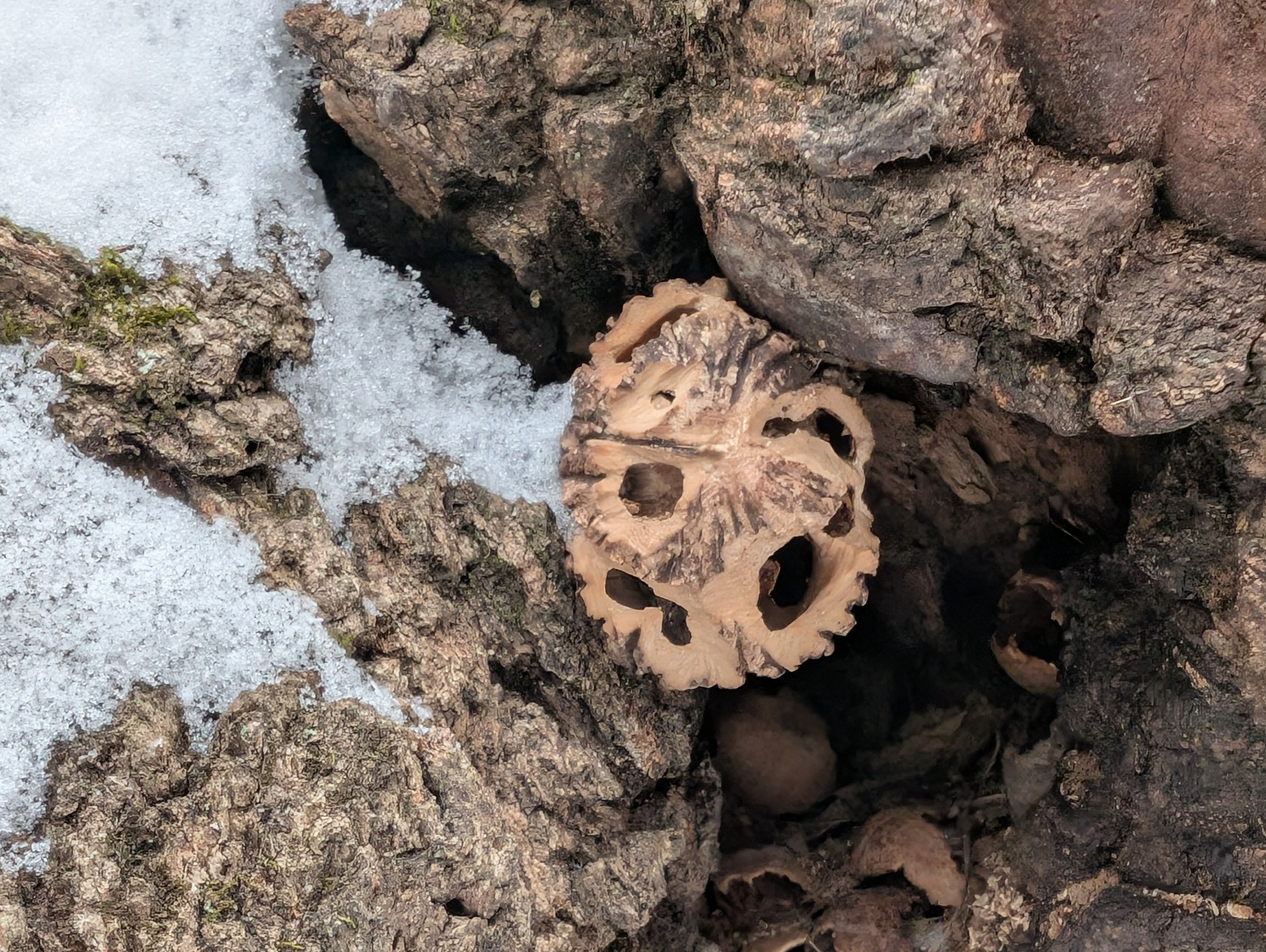 December 30, 2025: Lyman Woods