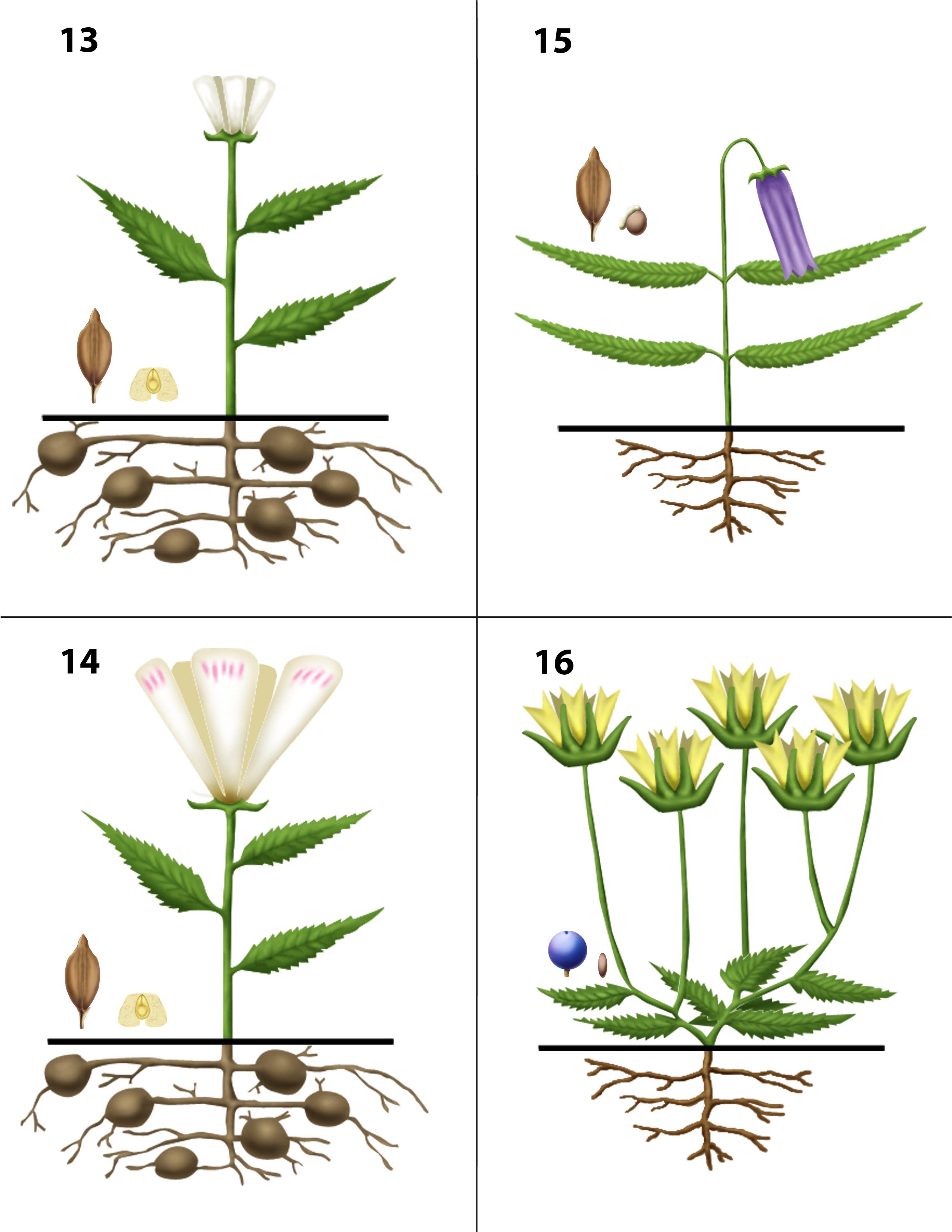 Images: Dendrogrammaceae – a hypothetical family for the classroom, by ...