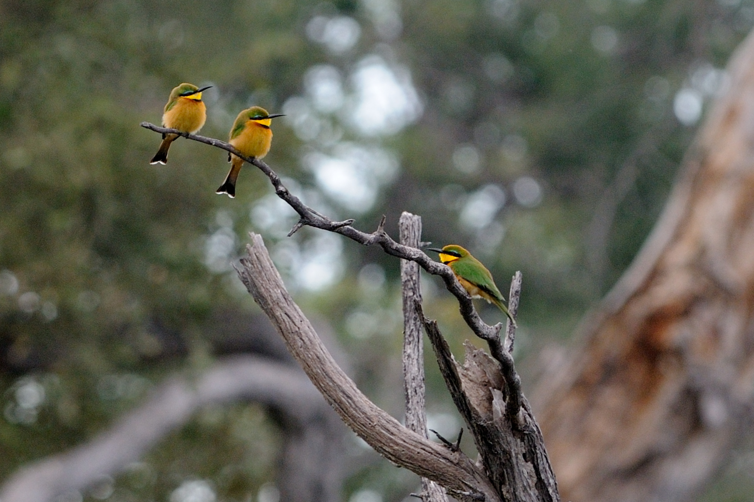 Animals In Kwapa Camp Botswana Trails