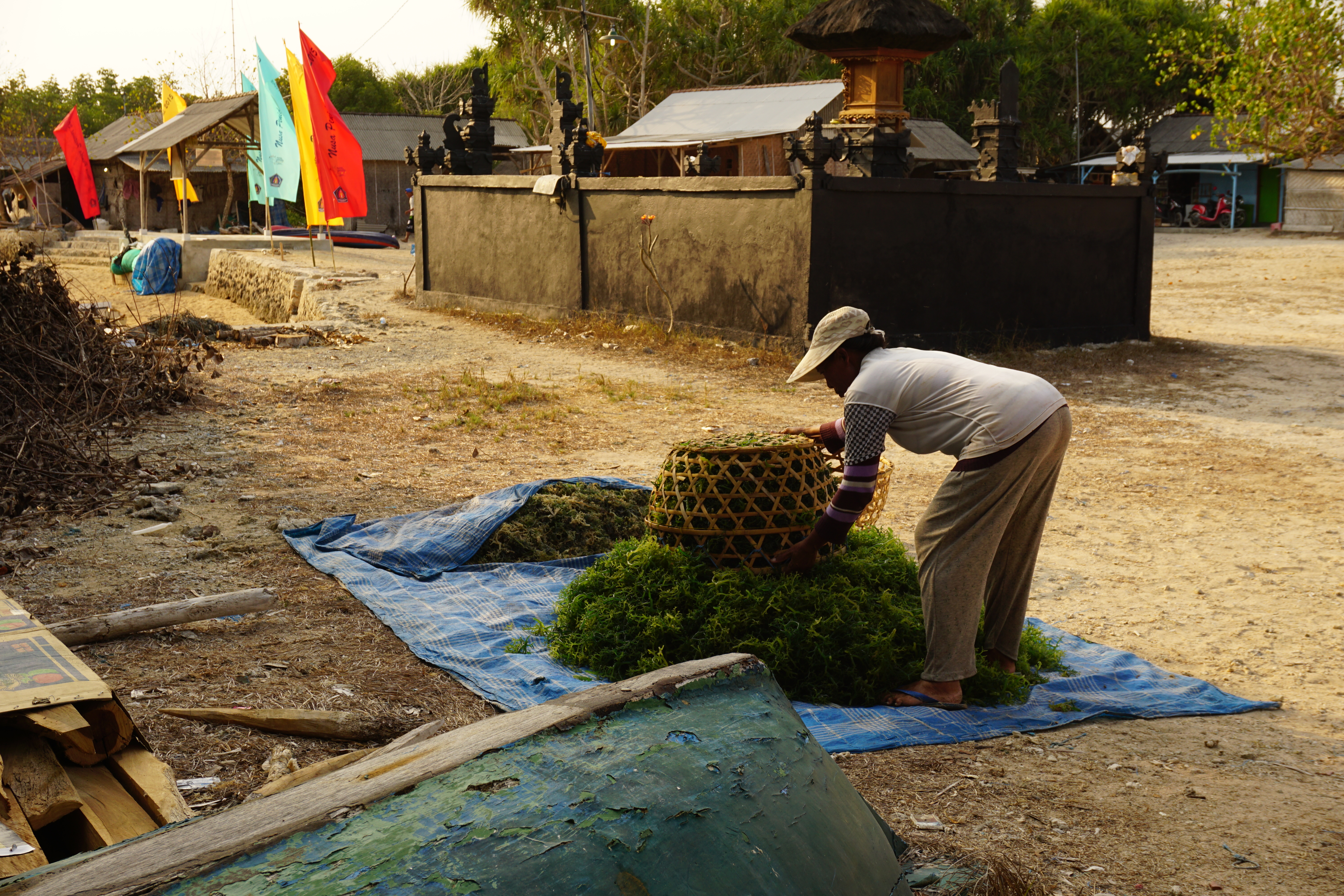 La récolte se poursuit jusqu'à la tombée du jour.