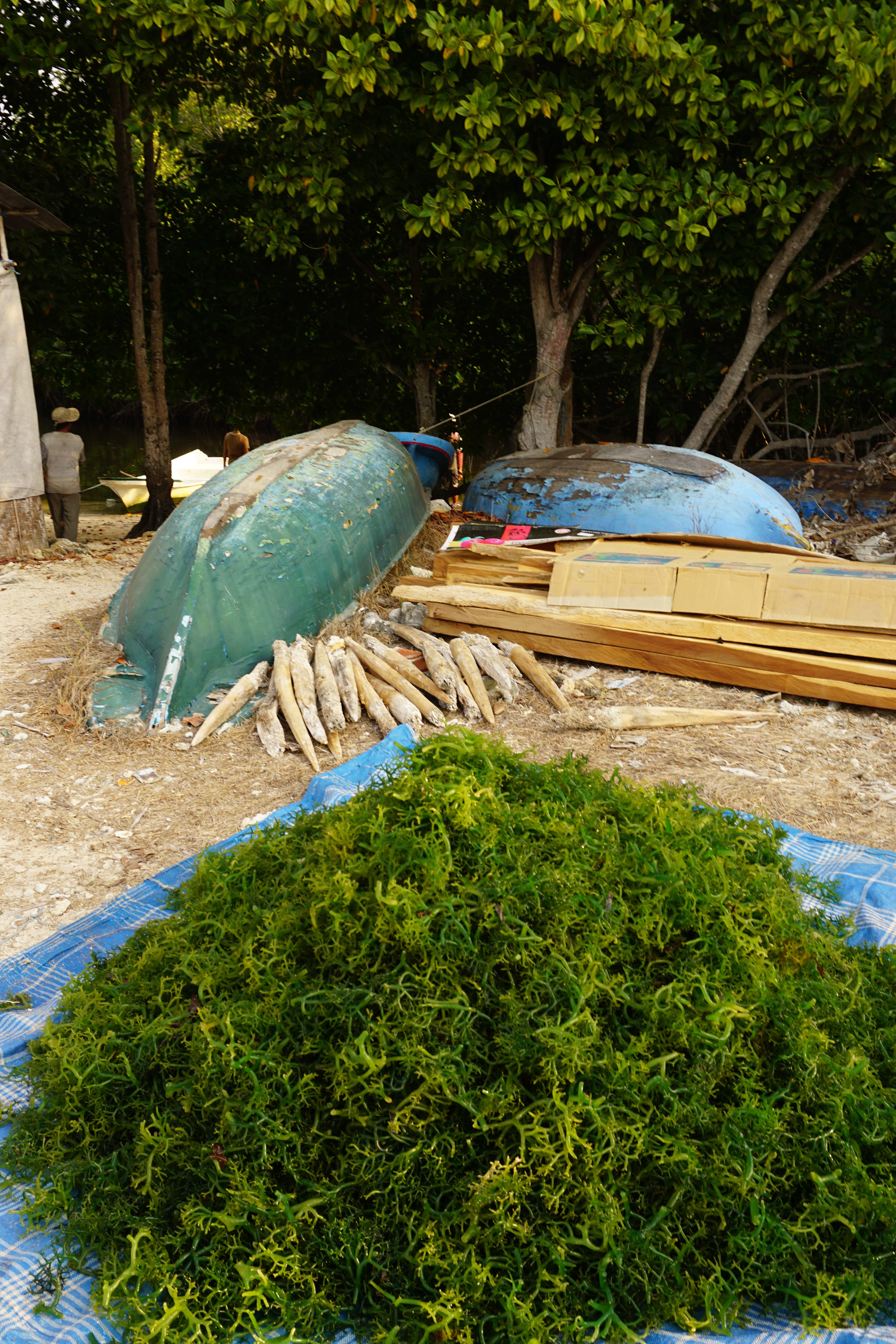 C'est ainsi que les algues sont laissées à l'air libre jusqu'à ce qu'elles sèchent.