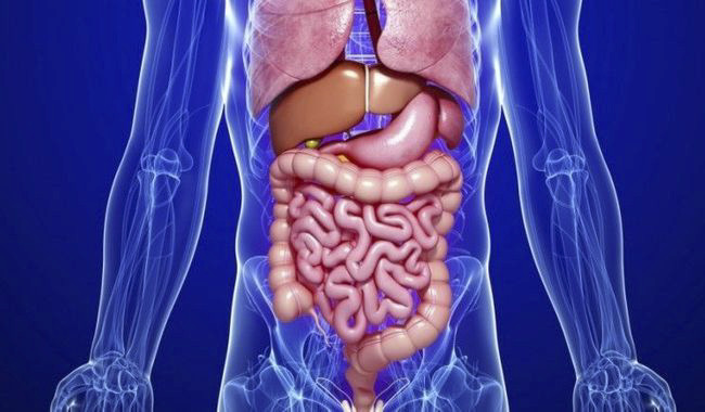 Découvrez comment retrouver la paix du ventre : digestion, foie et transit intestinal