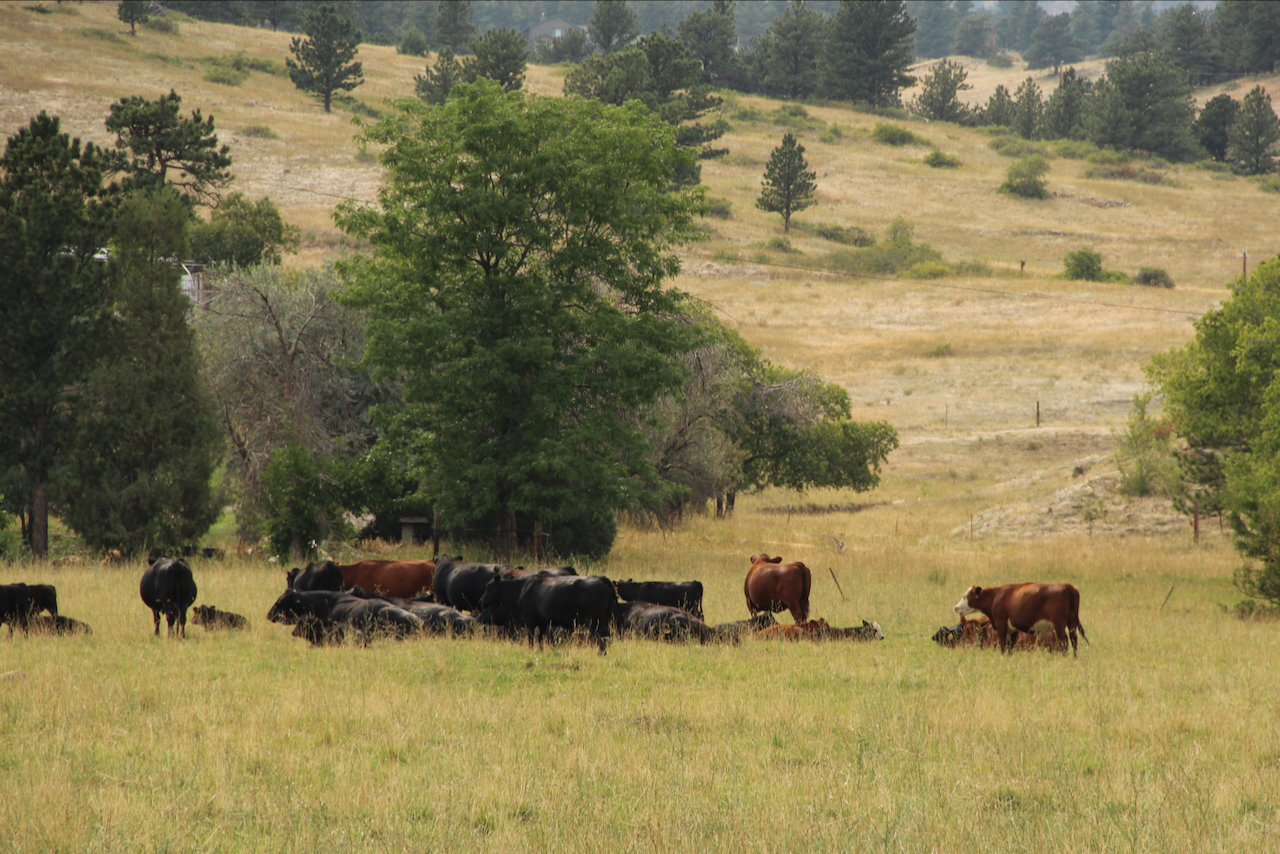 Cattle in Boulder County. Credit: Brooke Stephenson