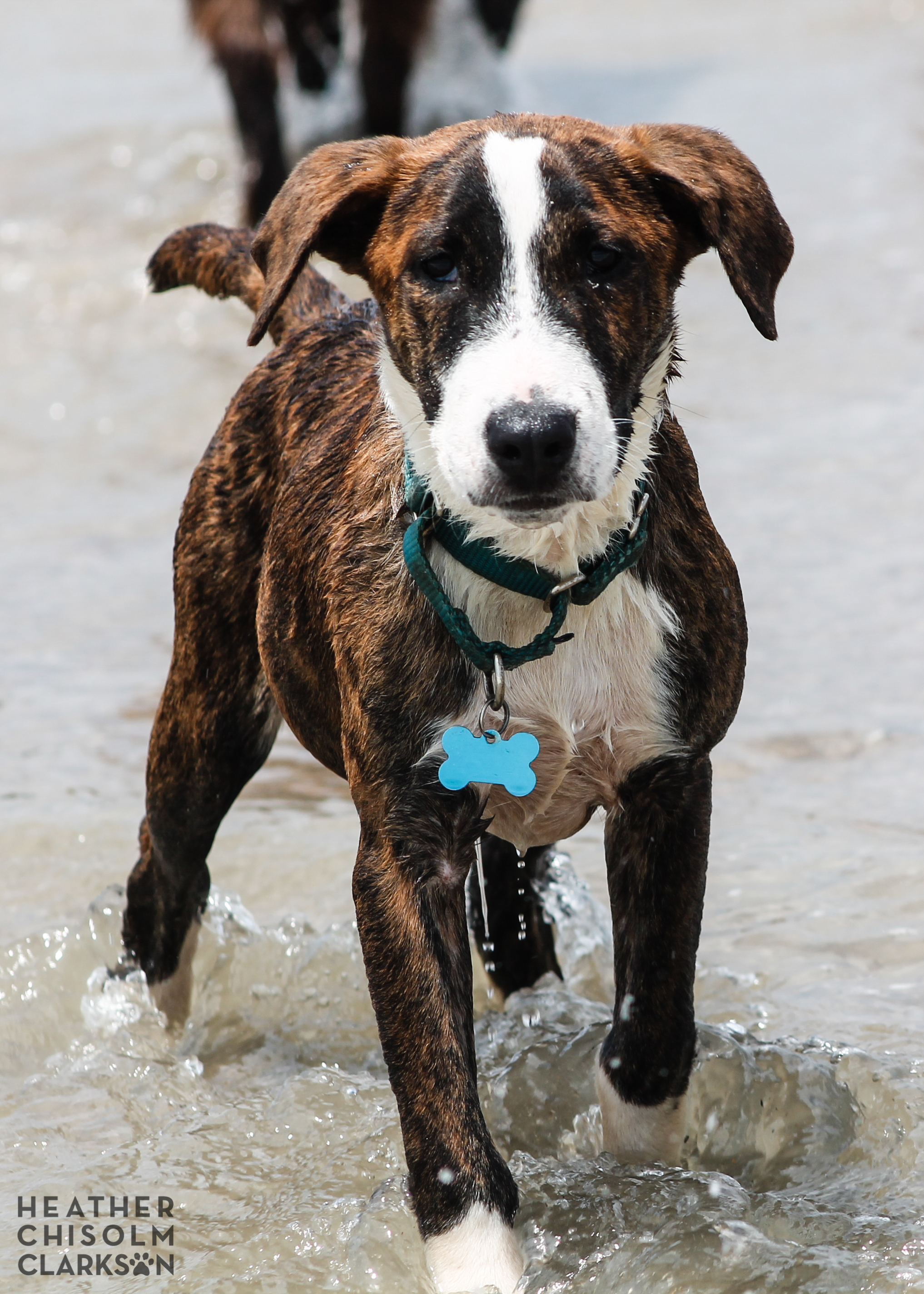 Four months old (first beach trip!)