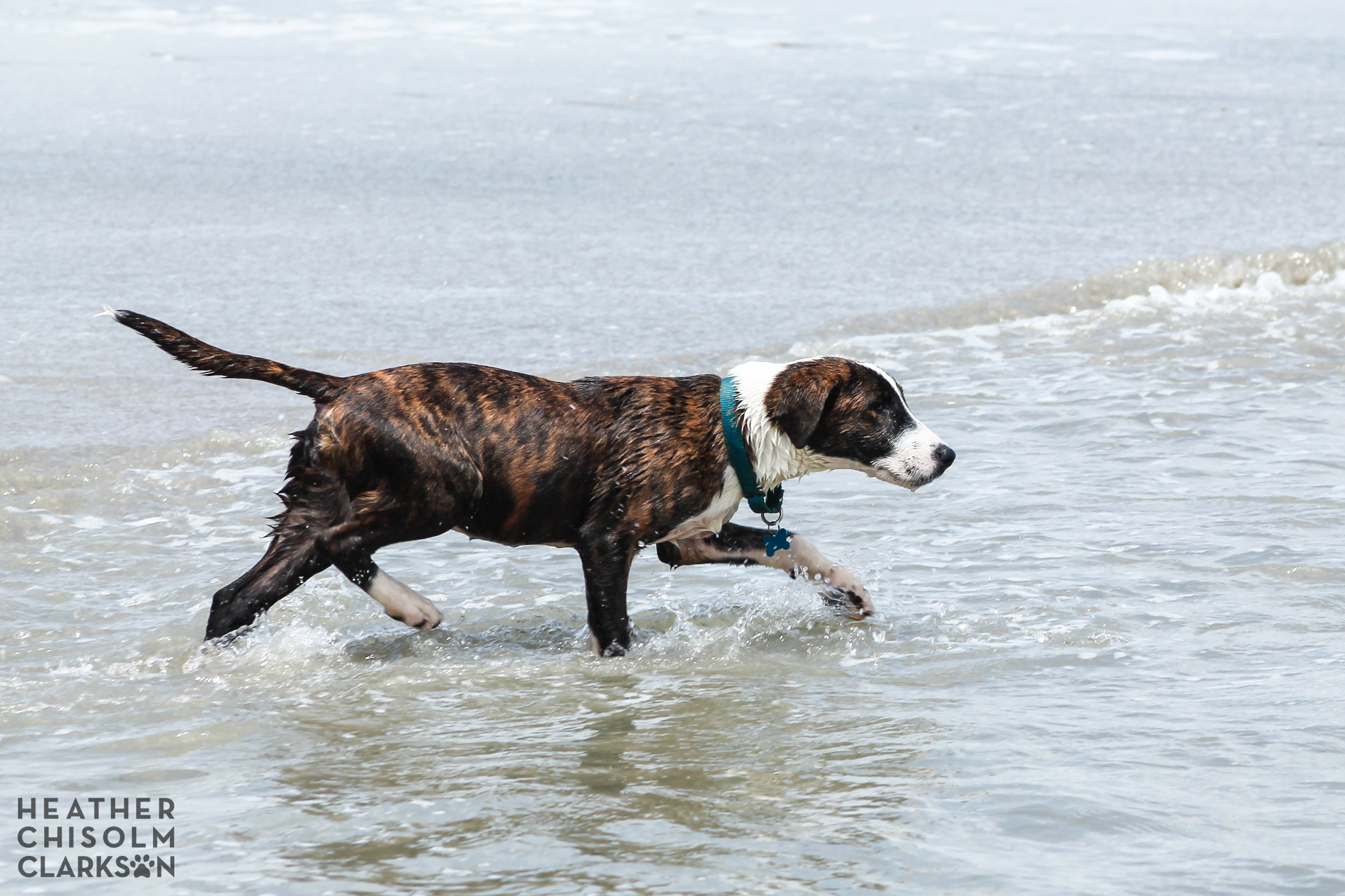 Four months old (first beach trip!)