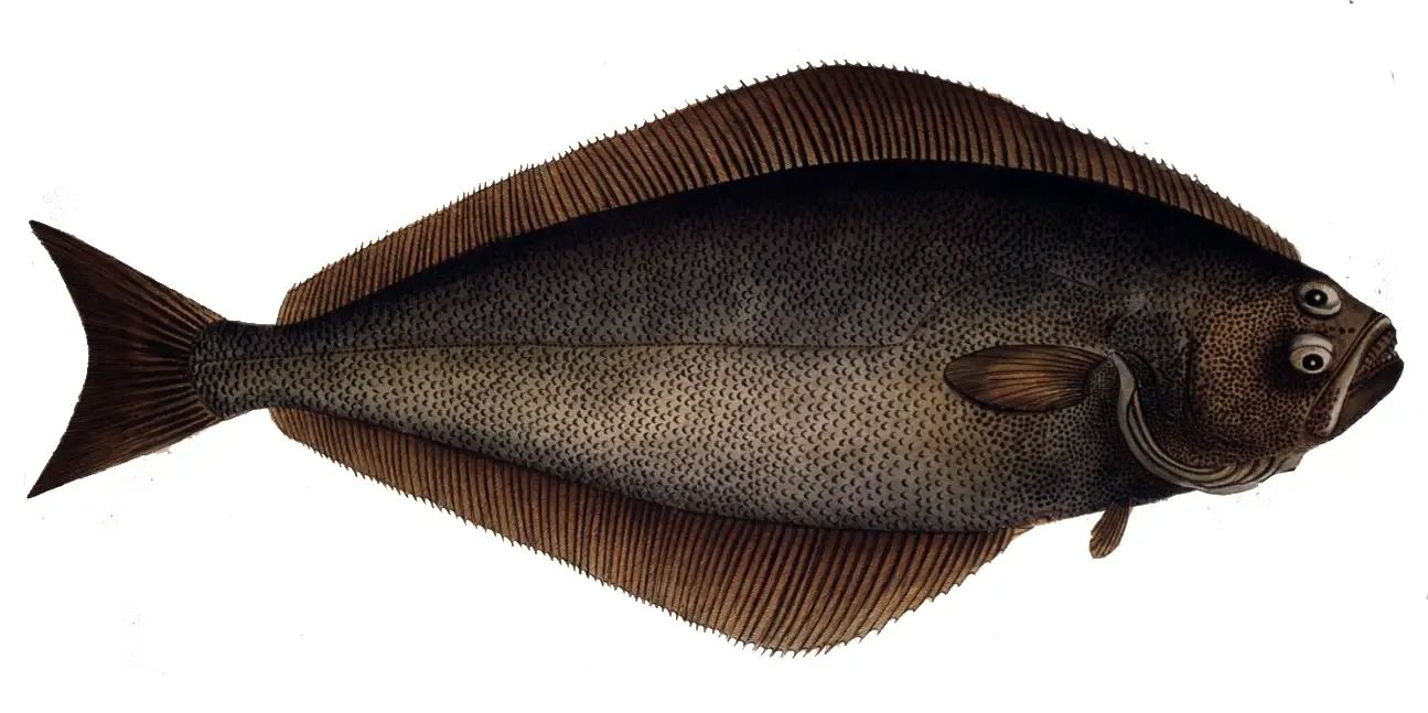 Halibut Demystified: An In-Depth Consumer Report on Why This Prized Fish Carries a Premium Price Tag