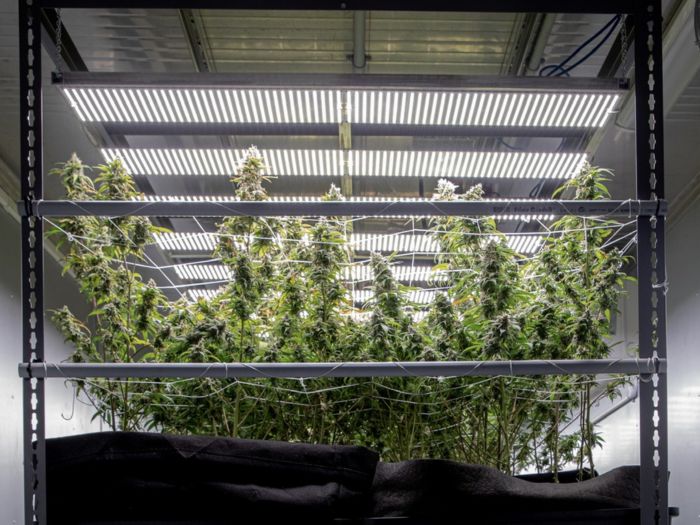 Drying And Curing Cannabis System