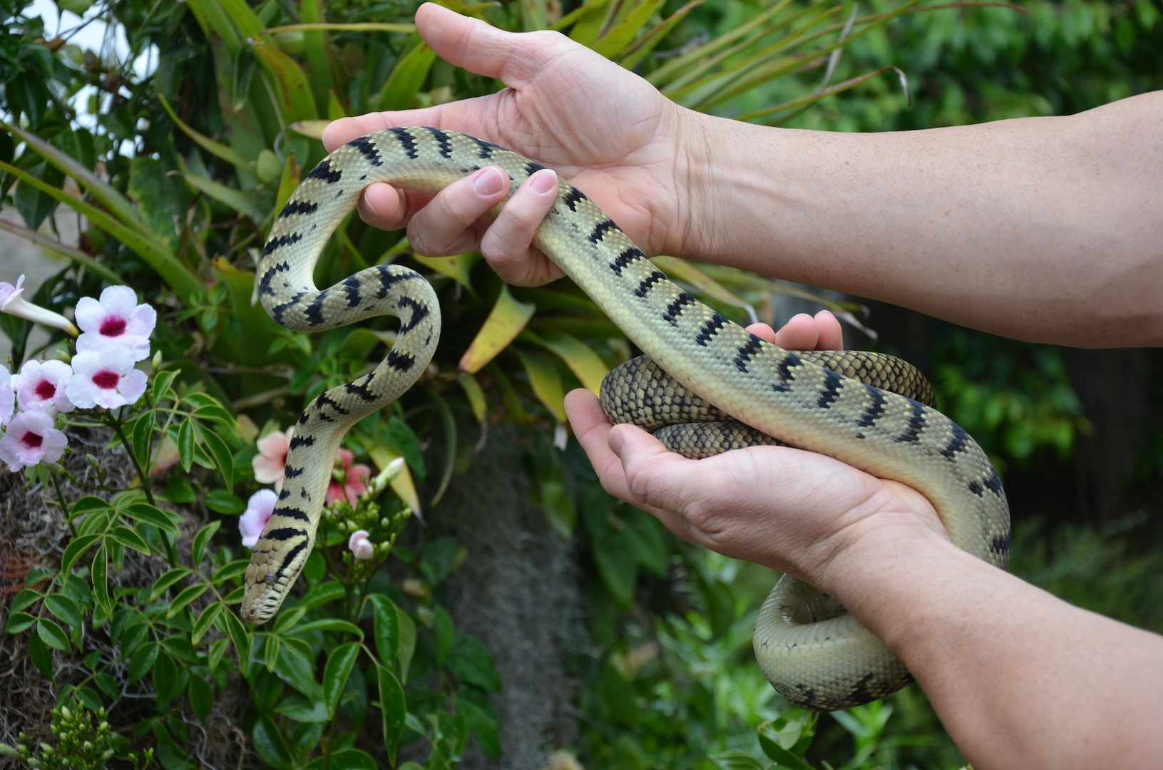 Pythons - DM EXOTICS