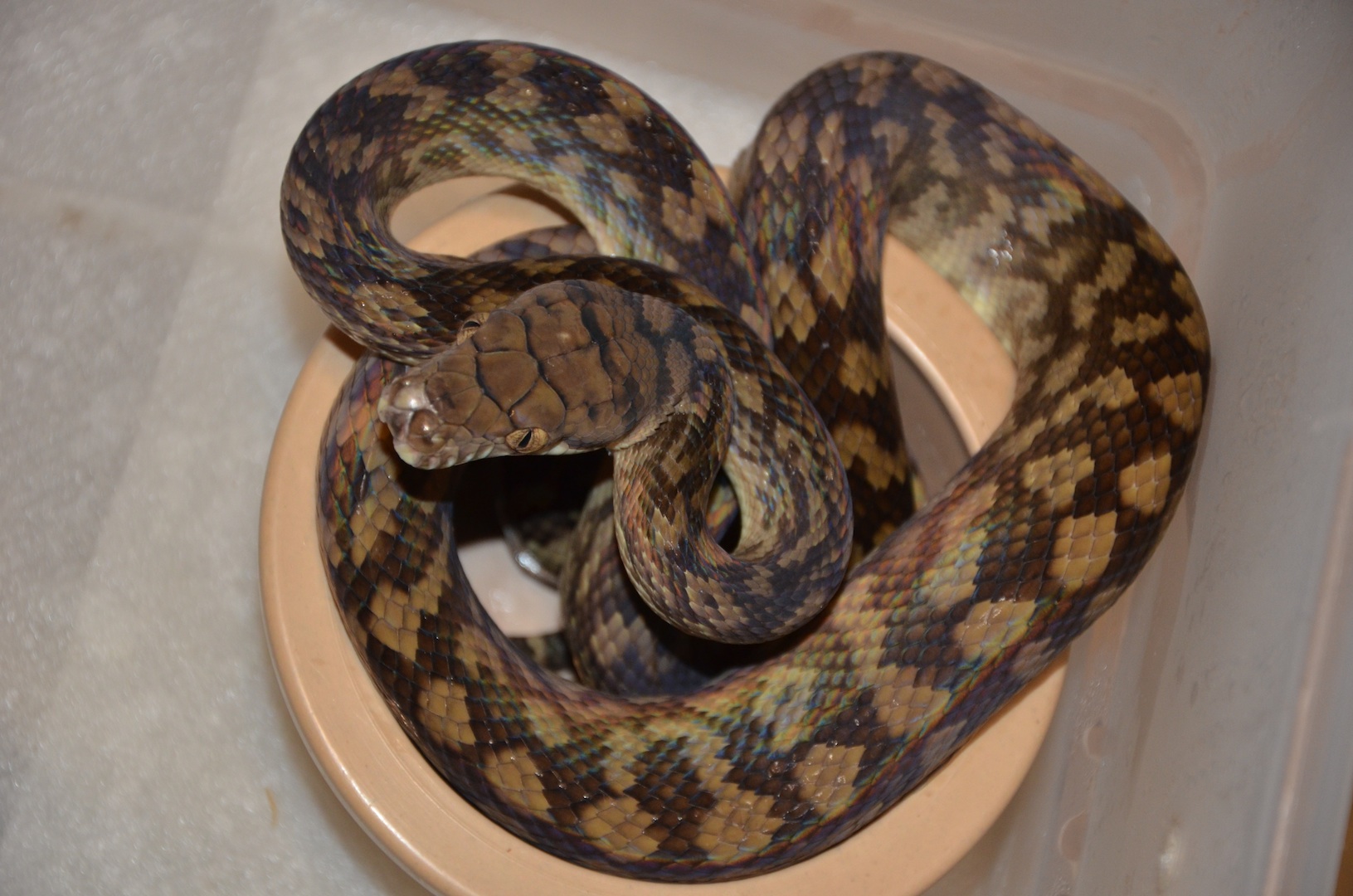 Pythons - DM EXOTICS