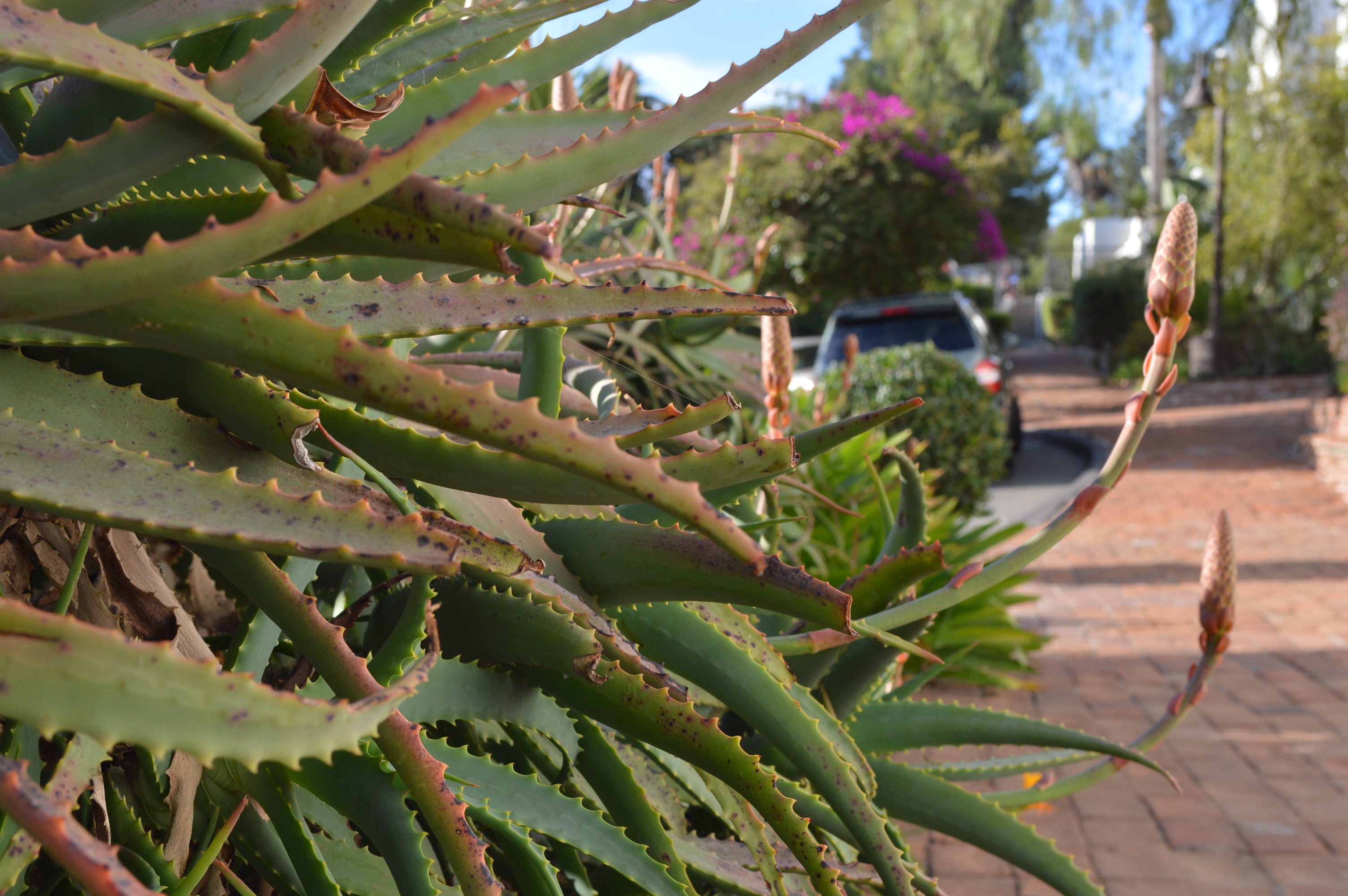 Mission Basilica San Diego de Alcala