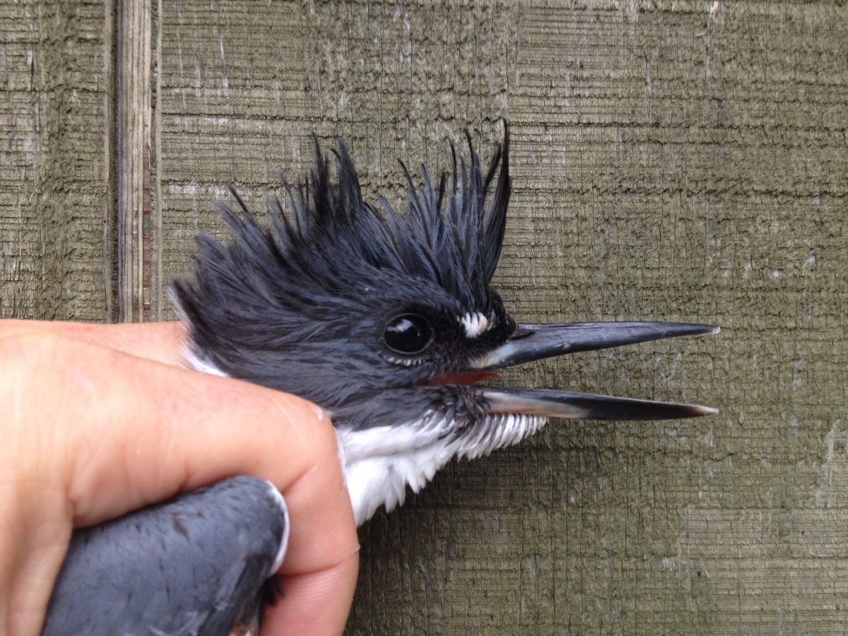 Belted Kingfisher! Bruce Peninsula Bird Observatory