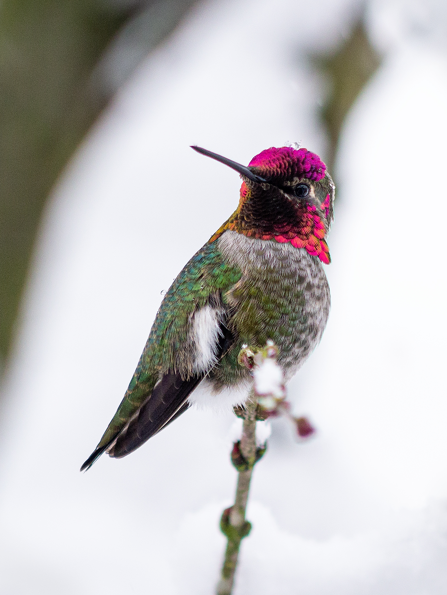 Hummingbird in the Snow