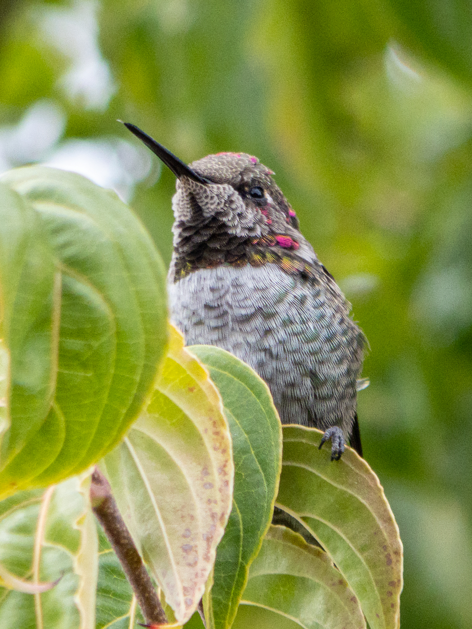 Humming Bird In Tree