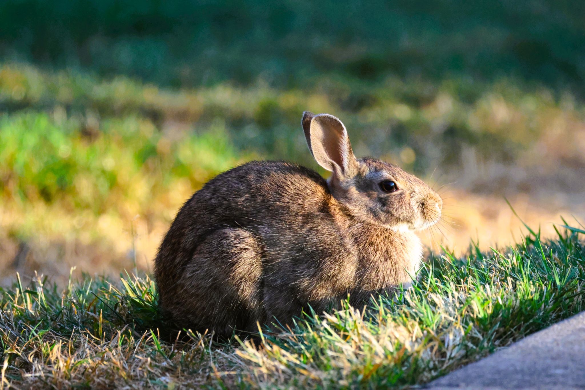 Rabbit