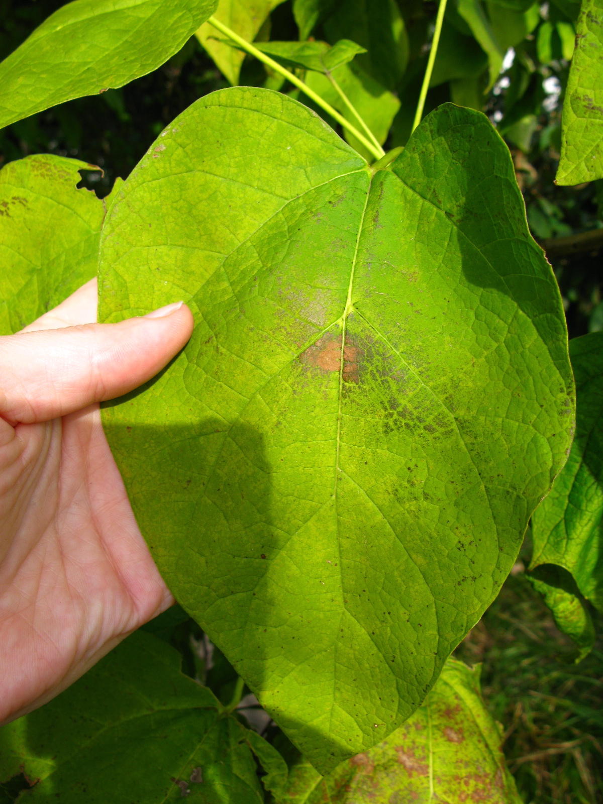 Three Heart Shaped Leaves Backyard And Beyond