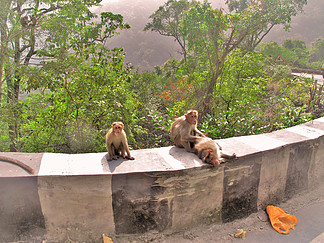 Monkey Sea, Monkey Do