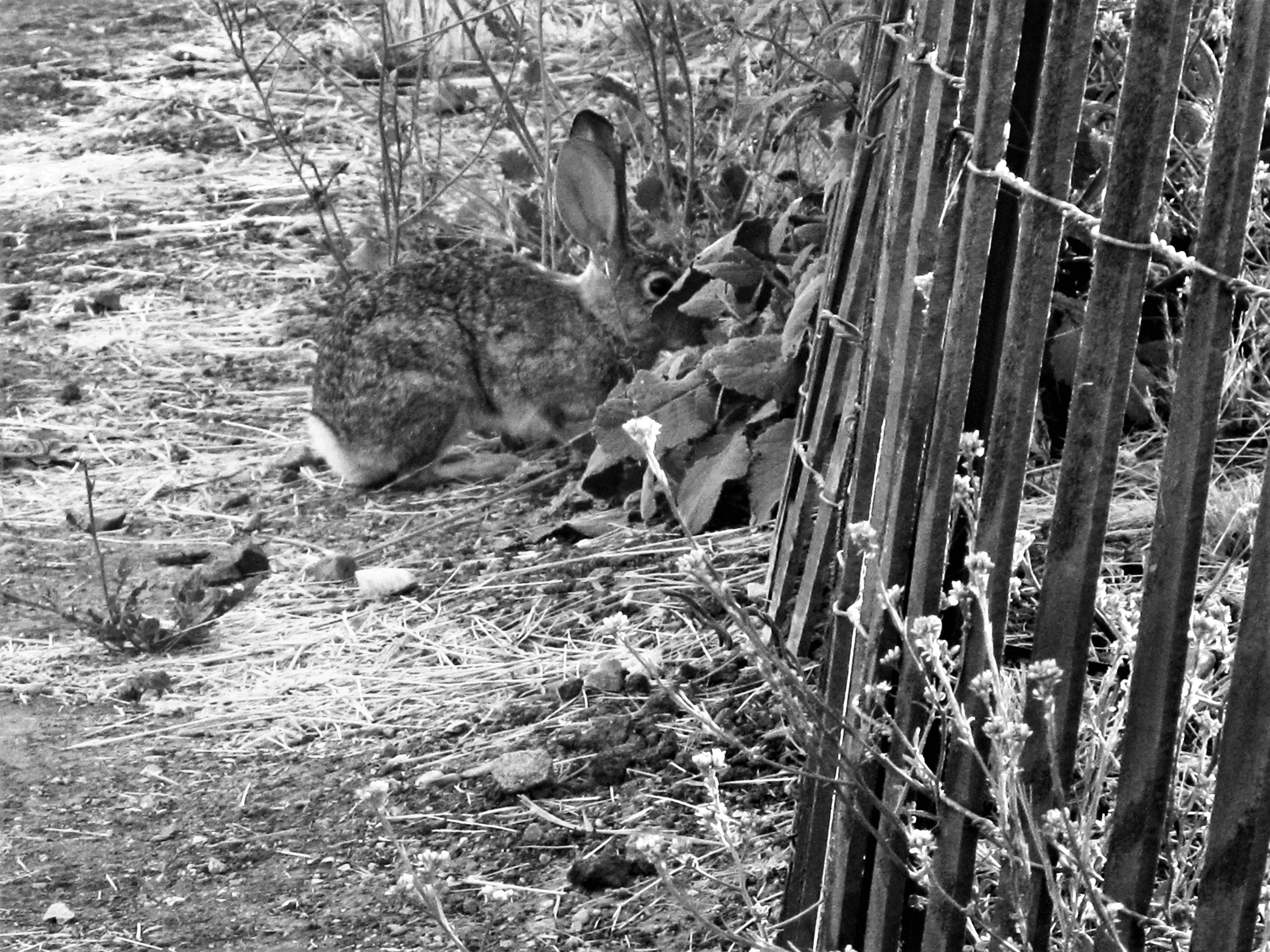 bunnyfoofoo, LIB, Bradley, CA
