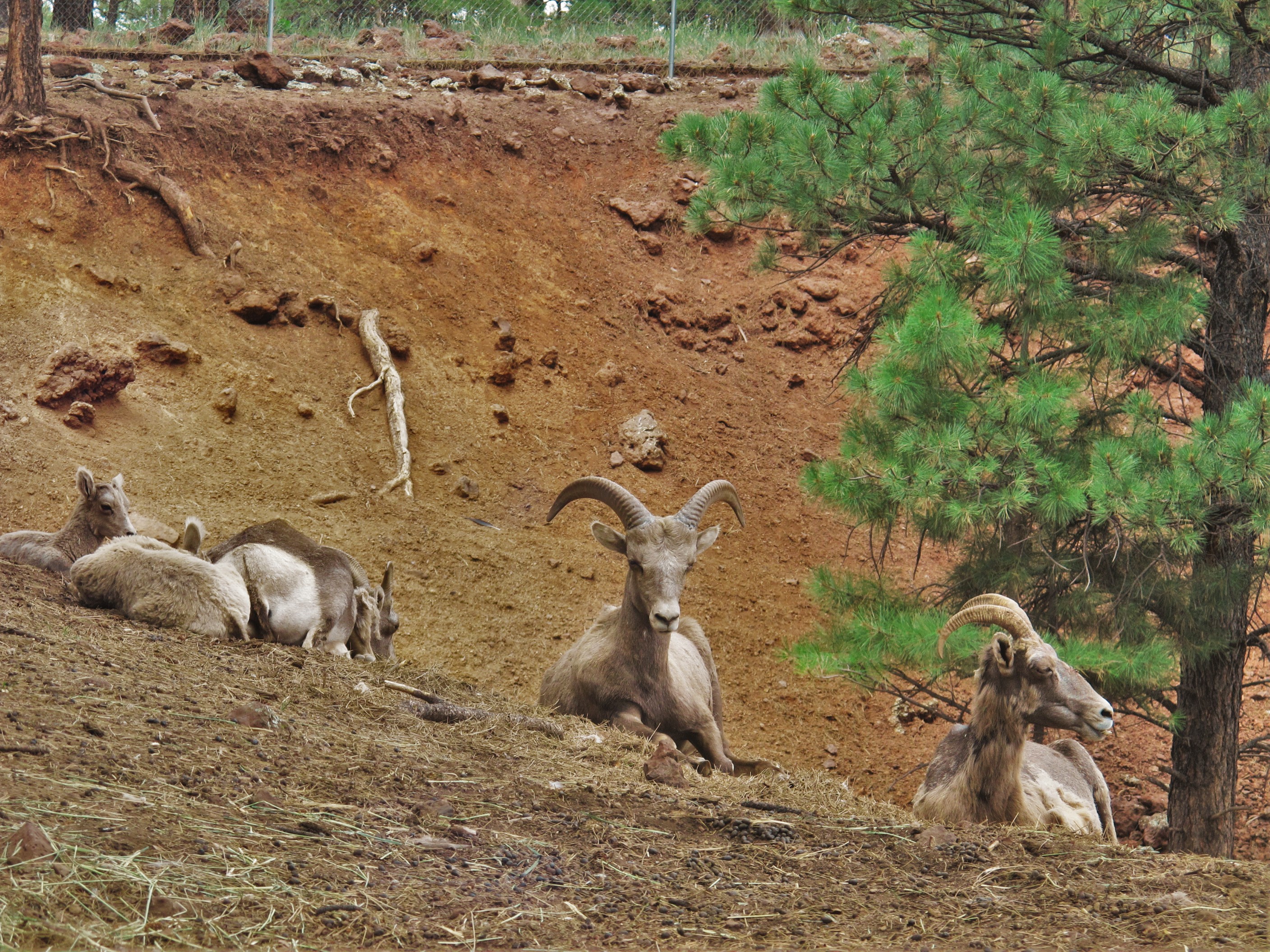 Goatz, Bearizona, Arizona