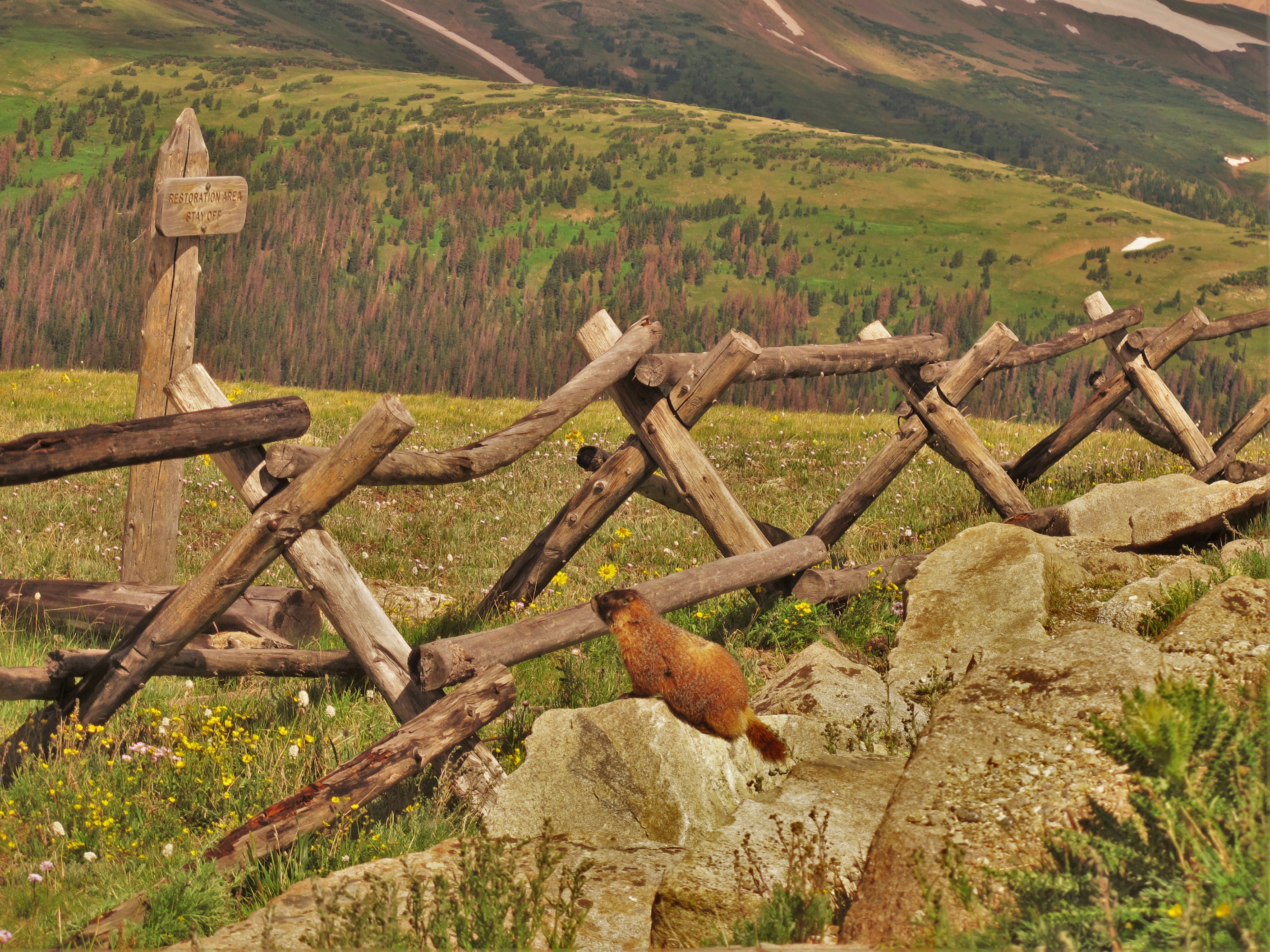 Groundhog, Rocky Mtn National Park, CO