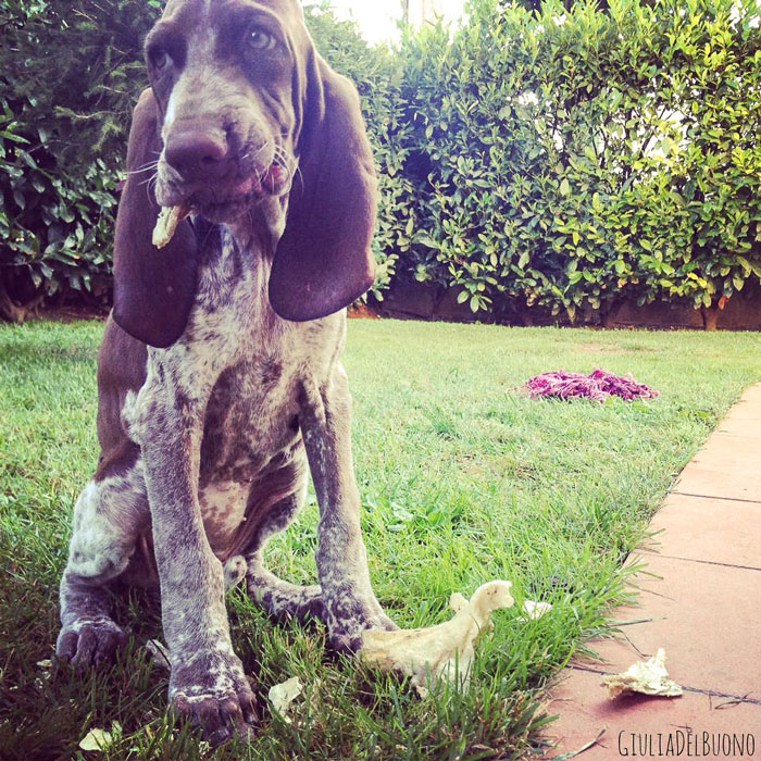cucciolo bracco italiano roano marrone