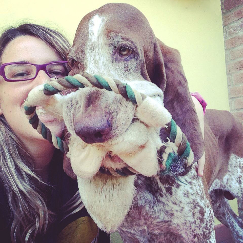 cucciolo bracco italiano roano marrone