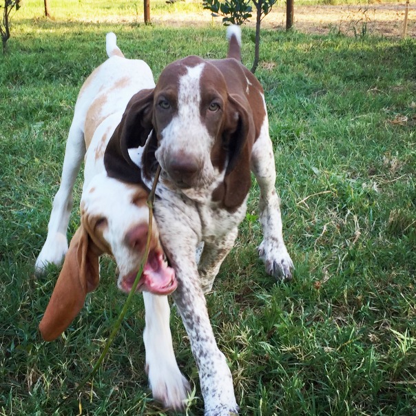cucciolo bracco italiano roano marrone bianco arancio